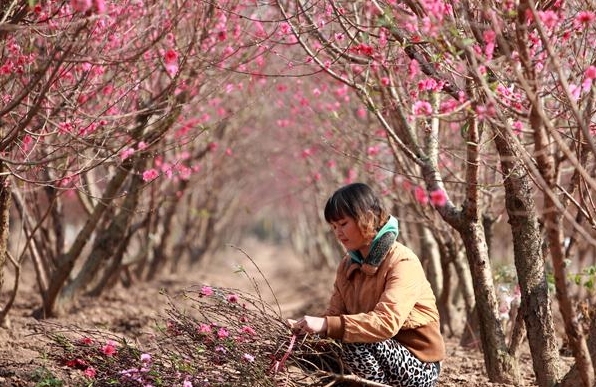 Tetfest-Märkte in Hanoi